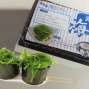 藍(lán)鰭金槍魚(yú)白領(lǐng)禮盒