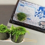 藍(lán)鰭金槍魚(yú)合家歡禮盒